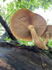 Cyptotrama chrysopepla