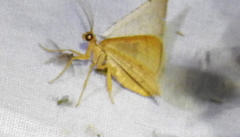 Taeniogramma tenebrosata