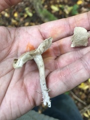 Basidiomycota