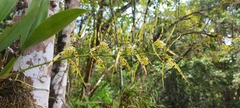 Brassia