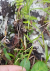 Cyperus flavidus