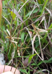 Cyperus flavidus