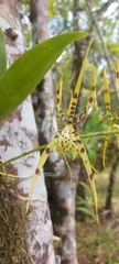 Brassia