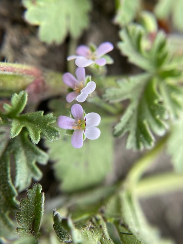 Pelargonium nanum, photograph 2