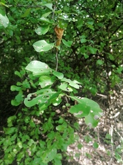 Achatocarpus oaxacanus