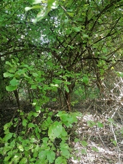 Achatocarpus oaxacanus