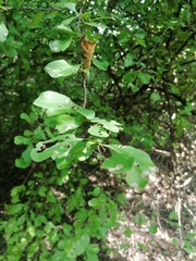 Achatocarpus oaxacanus