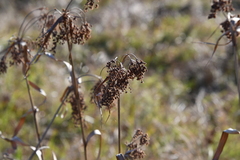 Scirpus lushanensis