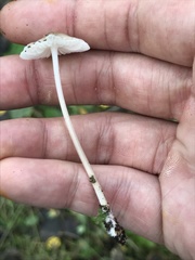 Mycena galericulata