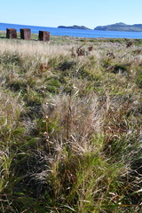 Scirpus lushanensis