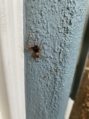 Steatoda nobilis