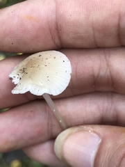 Mycena galericulata