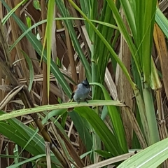 Terpsiphone bourbonnensis