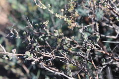 Ruschia cradockensis