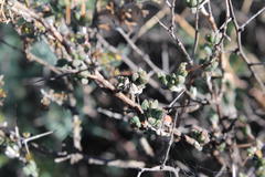 Ruschia cradockensis