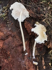 Mycena galericulata