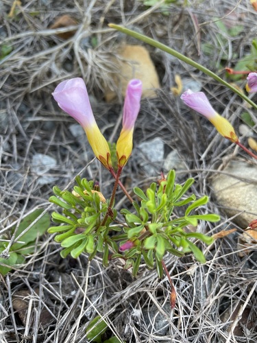 Image of Oxalis recticaulis by (c) Matt Berger, some rights reserved (CC BY)