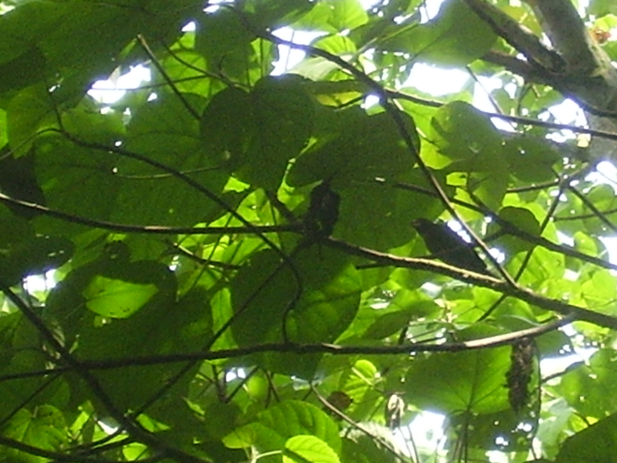Sao Tome Grosbeak (Crithagra concolor), photo 4
