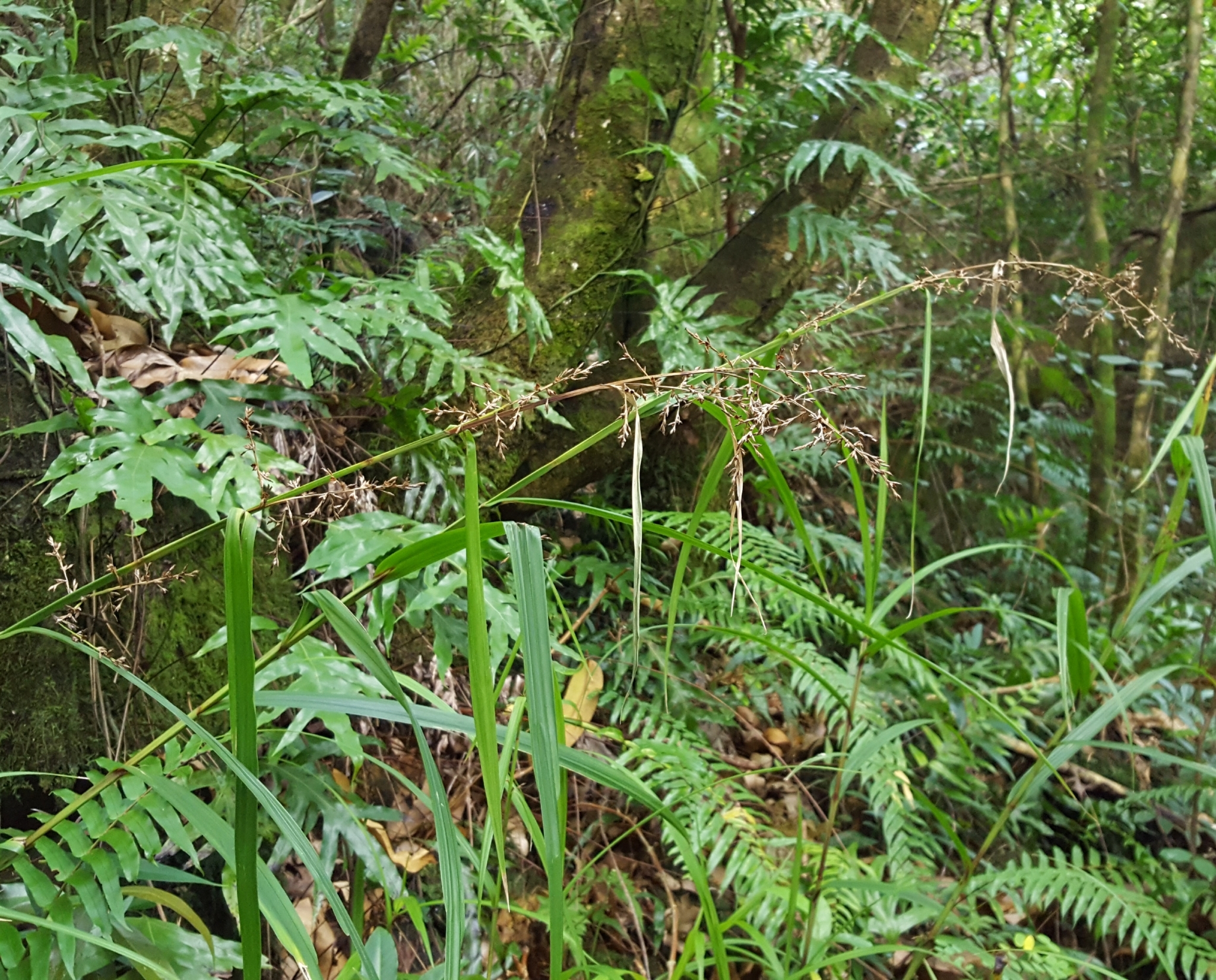 (c) François Rousseu, certains droits réservés (CC BY-NC) https://www.inaturalist.org/observations/97252969