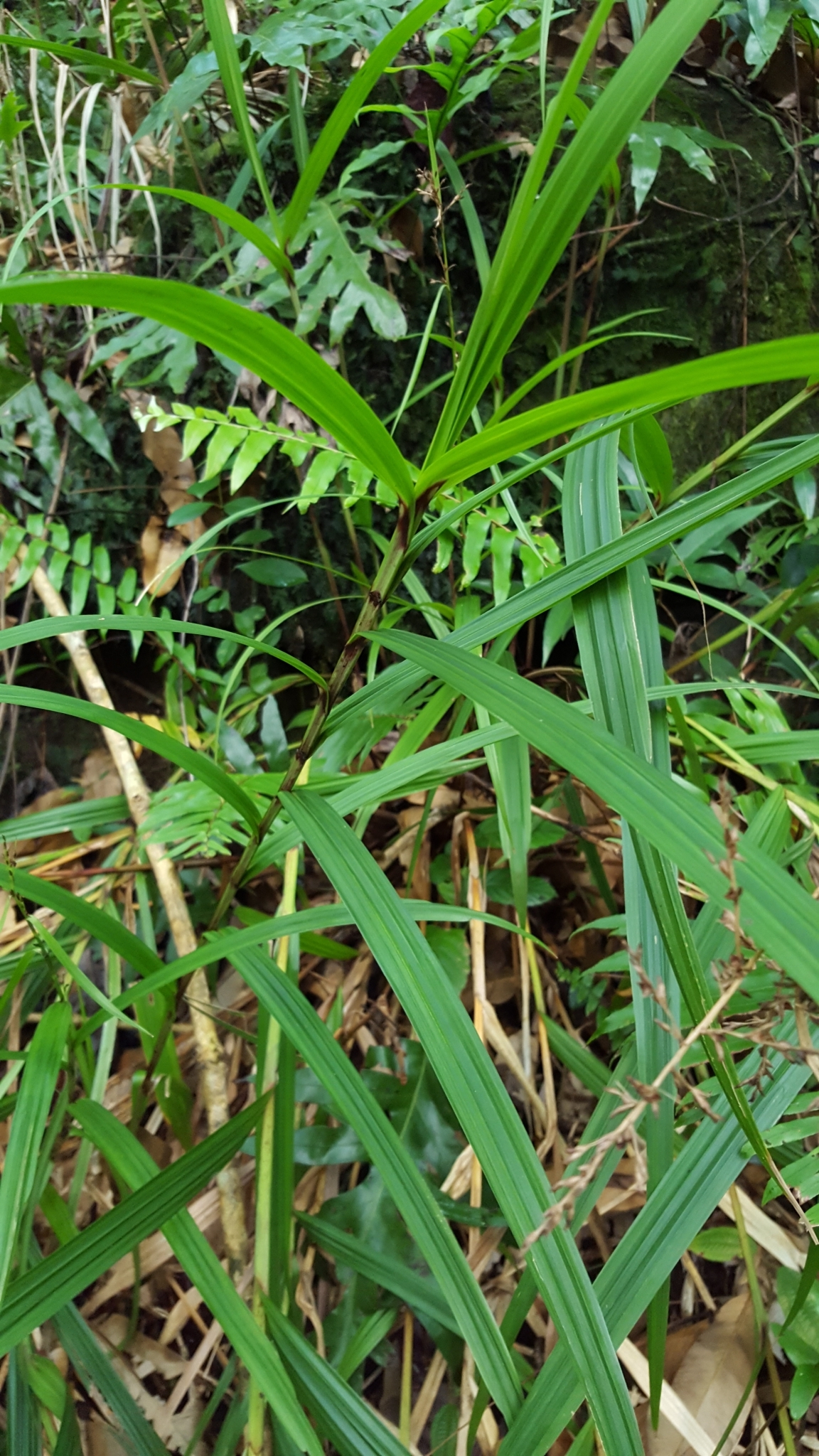 (c) François Rousseu, certains droits réservés (CC BY-NC) https://www.inaturalist.org/observations/97252969
