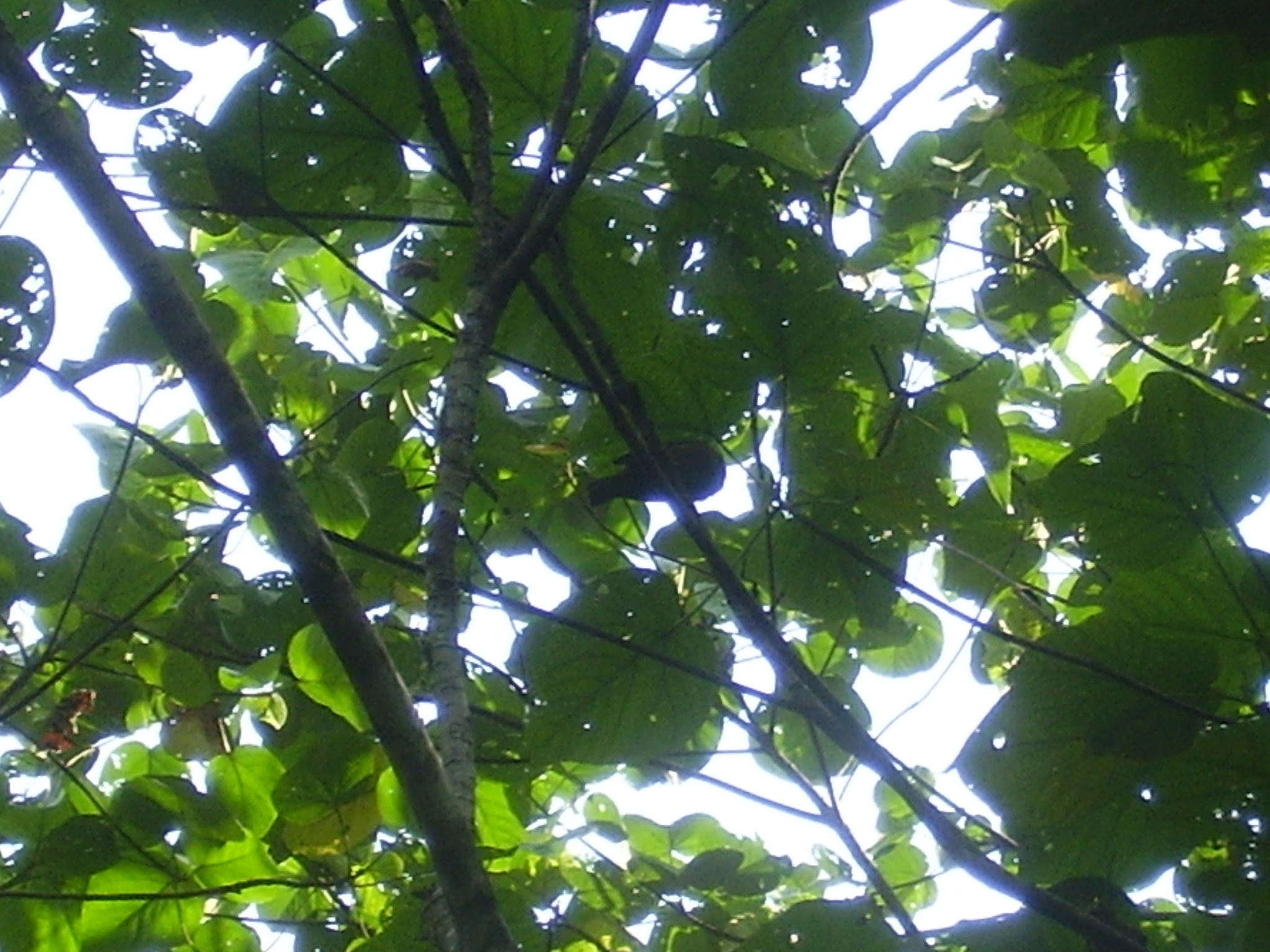 Sao Tome Grosbeak (Crithagra concolor), photo 5