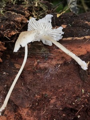 Mycena galericulata