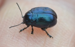 Chrysolina geminata