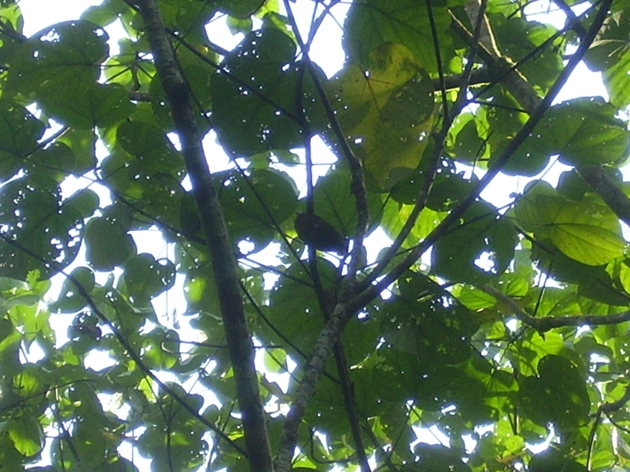 Sao Tome Grosbeak (Crithagra concolor), photo 6