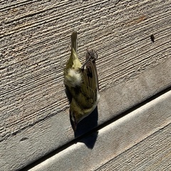 Vireo olivaceus
