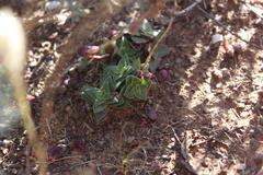 Crassula capitella thyrsiflora