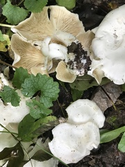 Basidiomycota