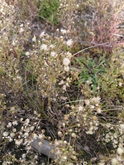 Erigeron canadensis