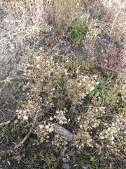 Erigeron canadensis