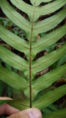 Blechnum attenuatum