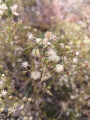 Erigeron canadensis