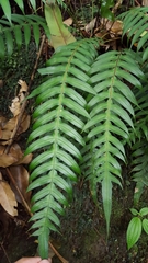 Blechnum attenuatum