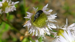 Mordella aculeata
