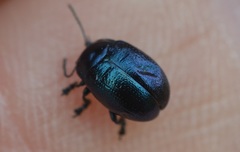 Chrysolina geminata