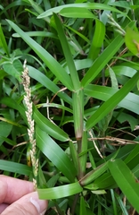 Stenotaphrum dimidiatum