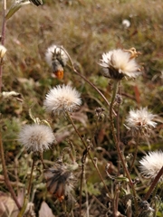 Picris hieracioides