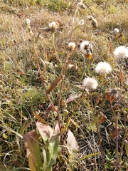 Picris hieracioides
