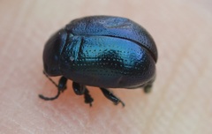 Chrysolina geminata