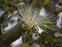 Pseudobombax ellipticum