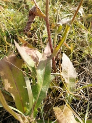 Picris hieracioides