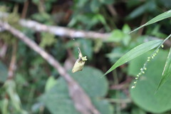 Micrathena decorata
