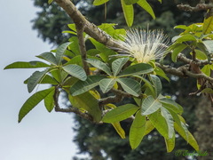 Pseudobombax ellipticum