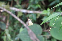 Micrathena decorata