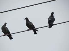 Columba livia domestica