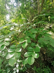 Piscidia carthagenensis