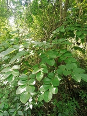 Piscidia carthagenensis